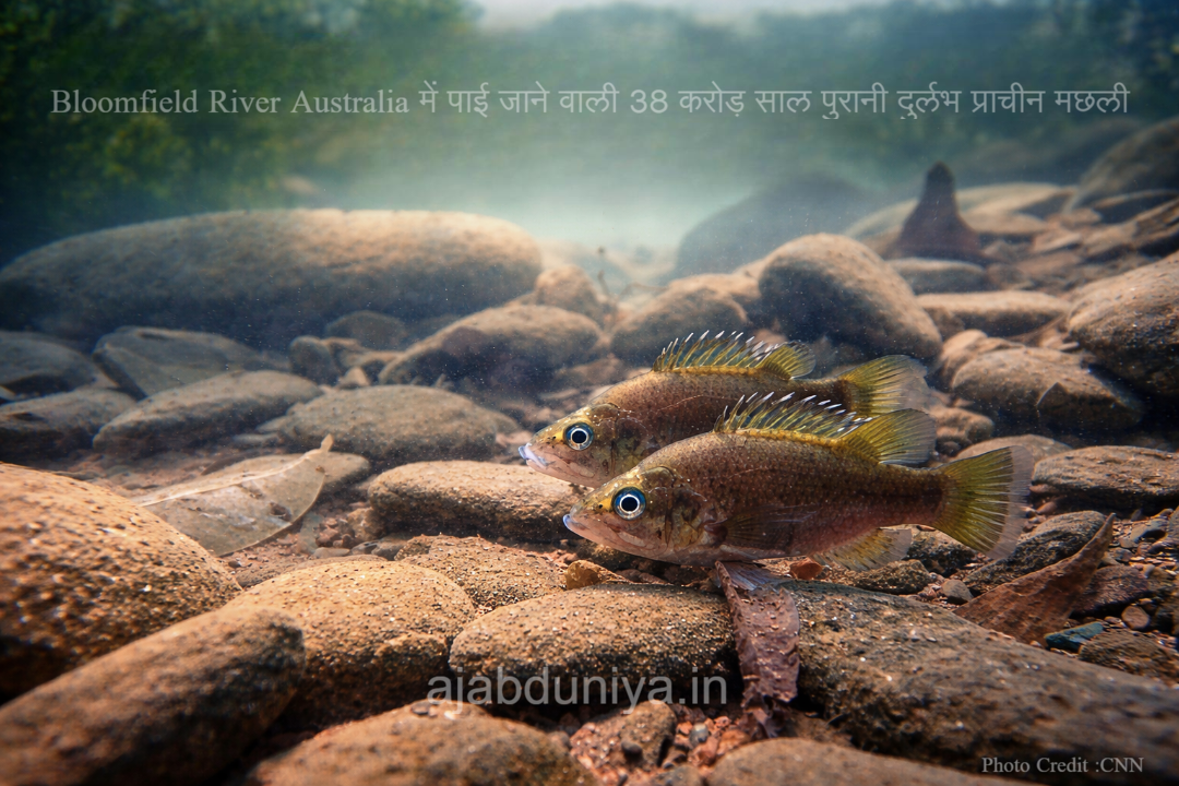 Bloomfield River Australia में पाई जाने वाली 38 करोड़ साल पुरानी दुर्लभ प्राचीन मछली